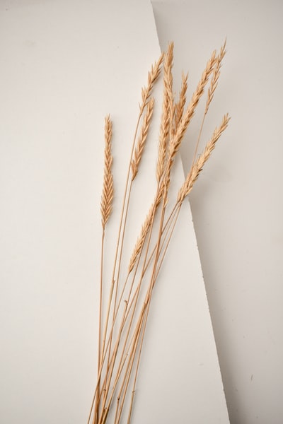 White wheat in brown
